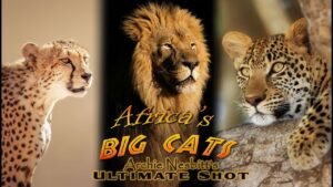 Africa’s Big Cats bow hunt – big cats challenge lions hunting documentary – AI enhanced video to HD